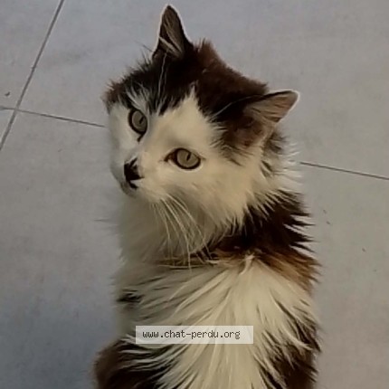 Photo de chat perdu à Douvrin
