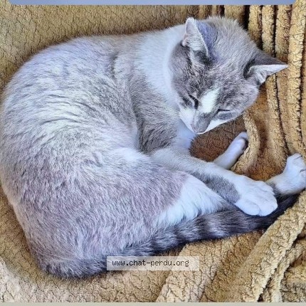 Photo 1/1 Chat trouvé Trouvé à Seiches Sur Le Loir