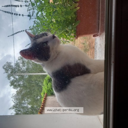 Photo 1/1 ZEBULON Chat perdu à Sauze Entre Bois