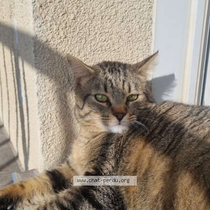 Photo de chat perdu à Saint Alban