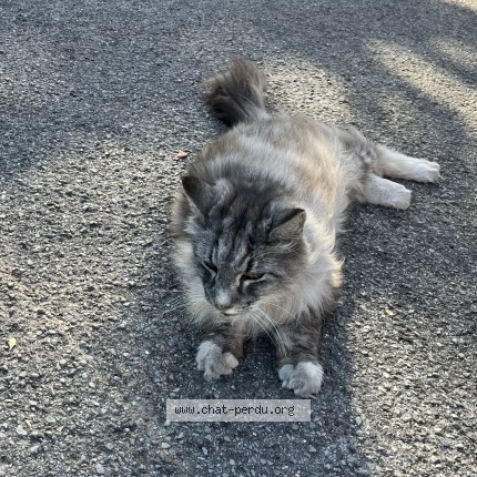 Photo de chat trouvé à Voisin Le Brotenneux