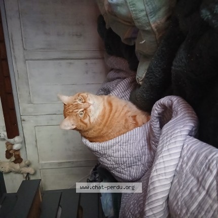 Photo de chat perdu à Corbere Les Cabanes