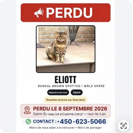 Photo 1/1 Eliott Chat perdu à St Eustache