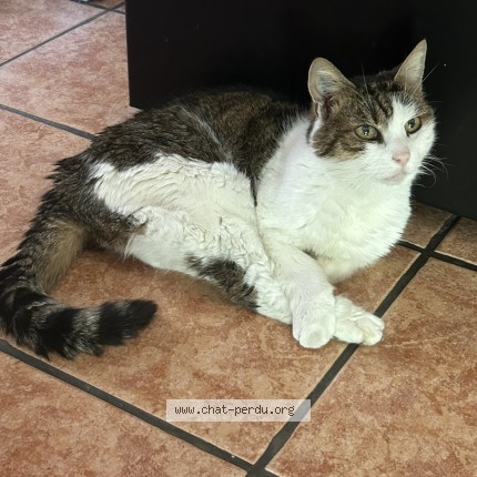 Photo 1/1 Mystie Chat perdu à Saint Leger Du Bourg Denis