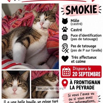 Photo 1/1 Sophie Antraigues Chat perdu à Frontignan