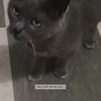 Photo de chat trouvé à Saint Contest
