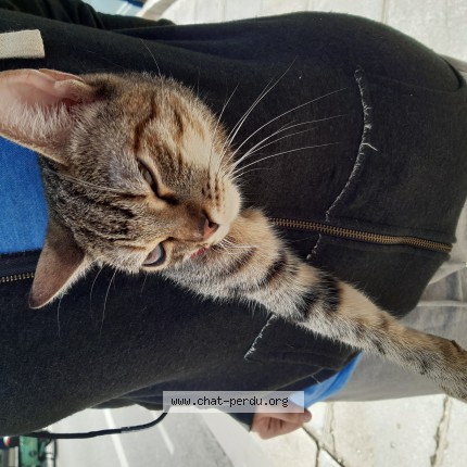 Photo 1/1 kitty Chat perdu à Paris