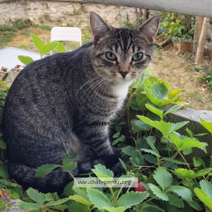 Photo de chat perdu à Le Perreux Sur Marne