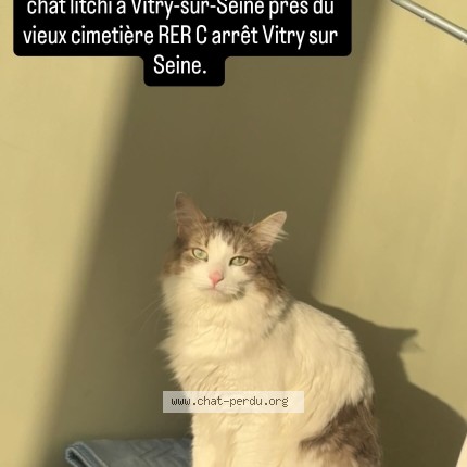 Photo de chat perdu à Vitry Sur Seine