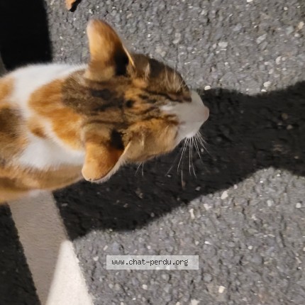 Photo 1/1 Chat trouvé Trouvé à Le Havre