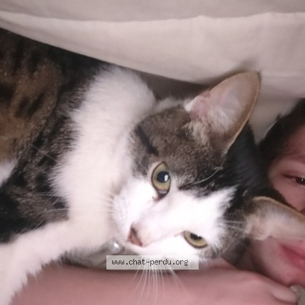 Photo de chat perdu à Chartrons