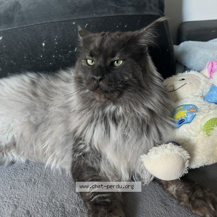 Photo 1/1 titi Chat perdu à Tourcoing