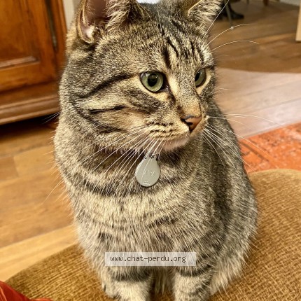 Photo de chat perdu à La Madeleine