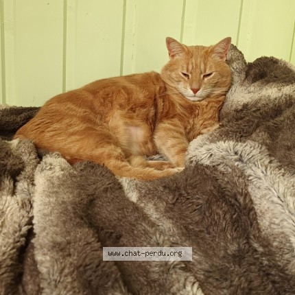 Photo de chat perdu à Gerland