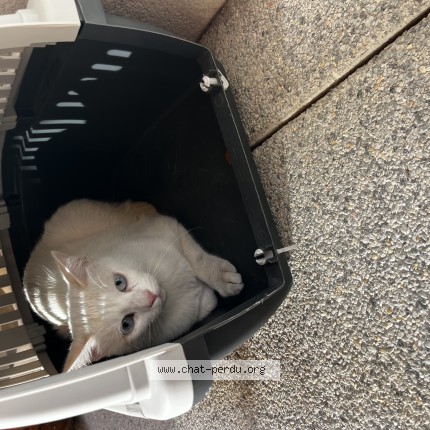 Photo de chat trouvé à Floirac