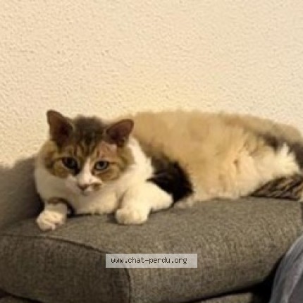 Photo de chat perdu à Biscarrosse
