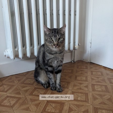 Photo de chat trouvé à Gestel