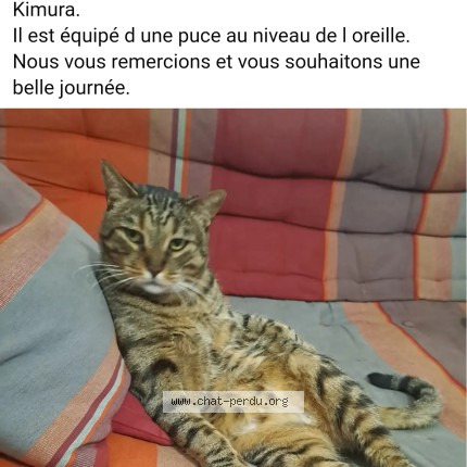 Photo 1/1 KIMURA Chat perdu à Peyrignac