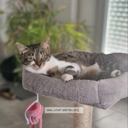 Photo de chat perdu à Dijon