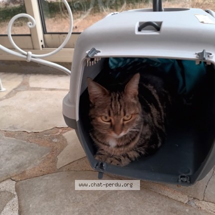 Photo de chat perdu à Sainte Soulle