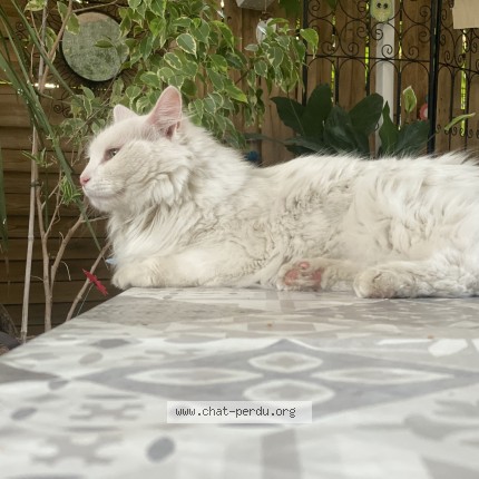 Photo 1/1 Chat retrouvé Perdu à Pezenas