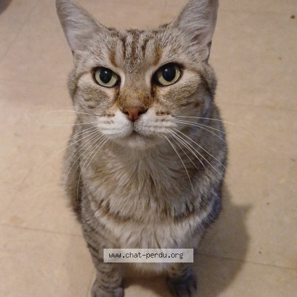 Photo 1/1 Chat retrouvé Perdu à La Rochelle