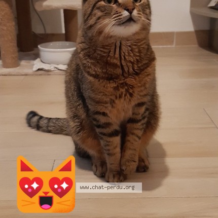 Photo 1/1 Plûton Chat perdu à Bonsecours