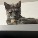 Mimi