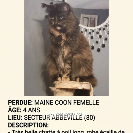 Photo de chat perdu à Abbeville