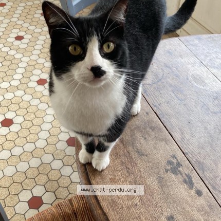 Photo 1/1 Traflagar Chat perdu à Bordeaux