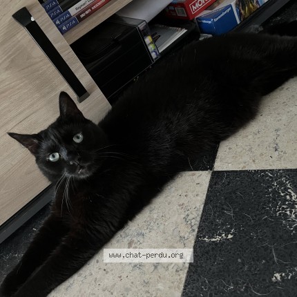 Photo 1/1 Onyx Chat perdu à Wattignies