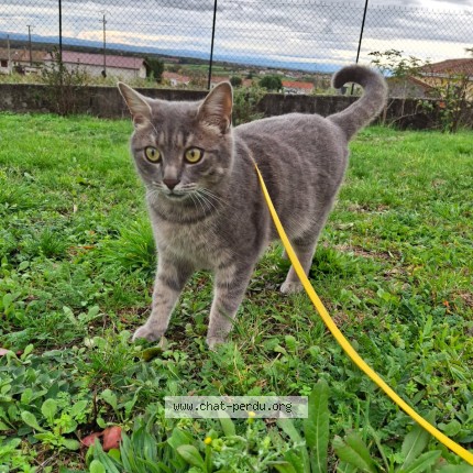 Photo 1/1 Tigris Chat perdu à Bouillargues