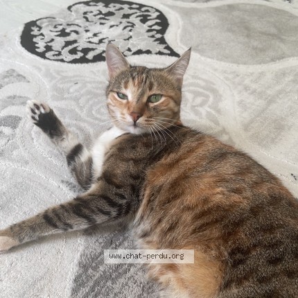 Photo de chat perdu à Saint Josse
