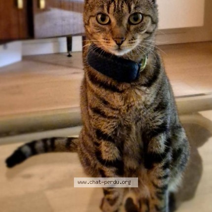 Photo de chat perdu à Ixelles