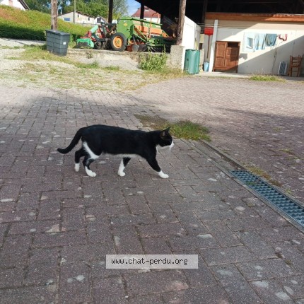 Photo 1/1 Chat trouvé Trouvé à St Louis