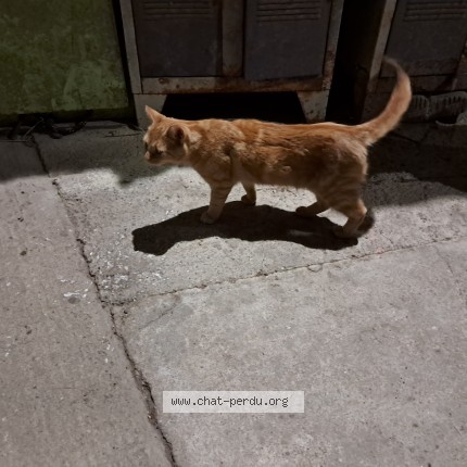 Photo de chat trouvé à Lambouise