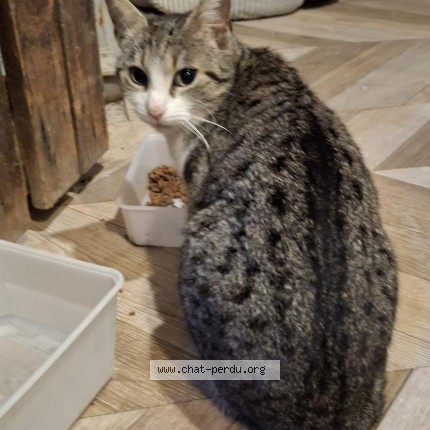 Photo de chat trouvé à La Celle St Cloud