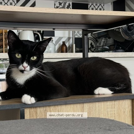 Photo 1/1 Chat retrouvé Perdu à Montpellier