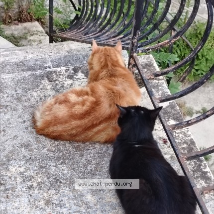 Photo 1/1 Romeo Chat perdu à Vuillery