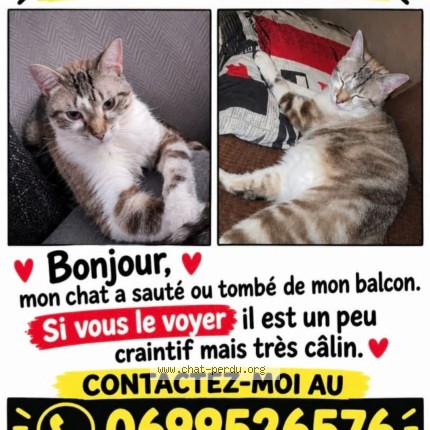Photo 1/1 coconut Chat perdu à Henin Beaumont