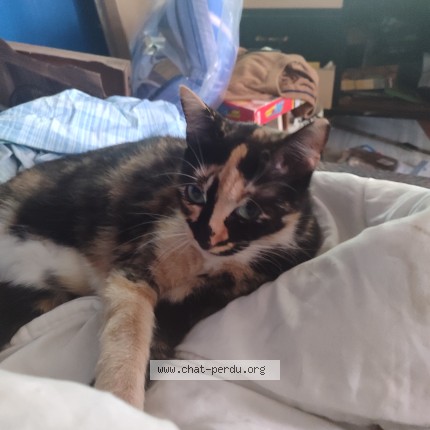 Photo 1/1 Lilou Chat perdu à Bethune