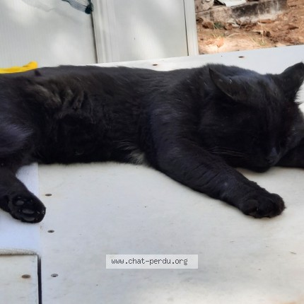 Photo 1/1 Chat trouvé Trouvé à Aubagne