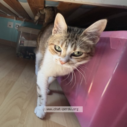 Photo 1/1 Idun Chat perdu à Vertou
