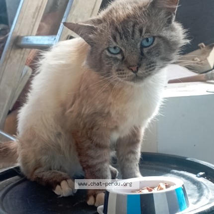 Photo 1/1 Chat trouvé Trouvé à Val Du Faby
