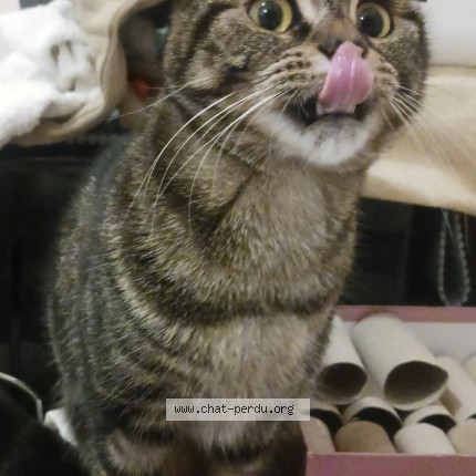 Photo 1/2 Milka Chat perdu à Tourcoing