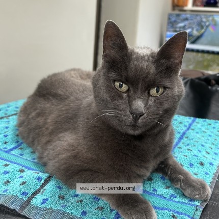 Photo 1/1 MOUNOU Chat perdu à Montreuil