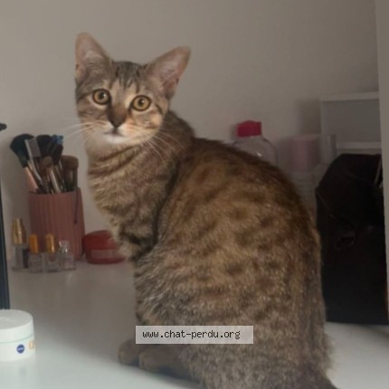 Photo 1/1 Nala Chat perdu à Bercheres Saint Germain