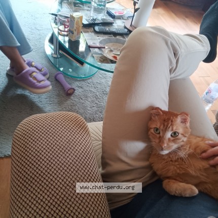 Photo de chat perdu à Champigny Sur Veude