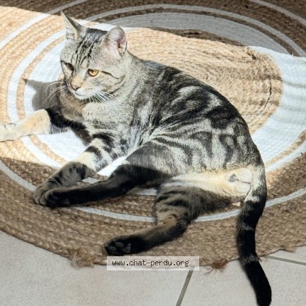 Photo de chat perdu à Le Perreux Sur Marne