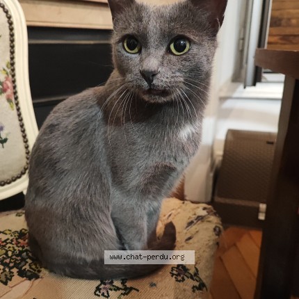 Photo 1/1 Chat retrouvé Trouvé à Lyon